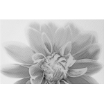 Unitile 010301001886 Декор Камелия 250х400 чёрный 03 Unitile 010301001886 Декор Камелия 250х400 чёрный 03